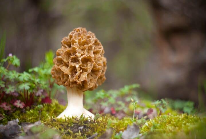 Helpful Morel Mushroom Hunting Tips and Secrets - Mushroom Appreciation