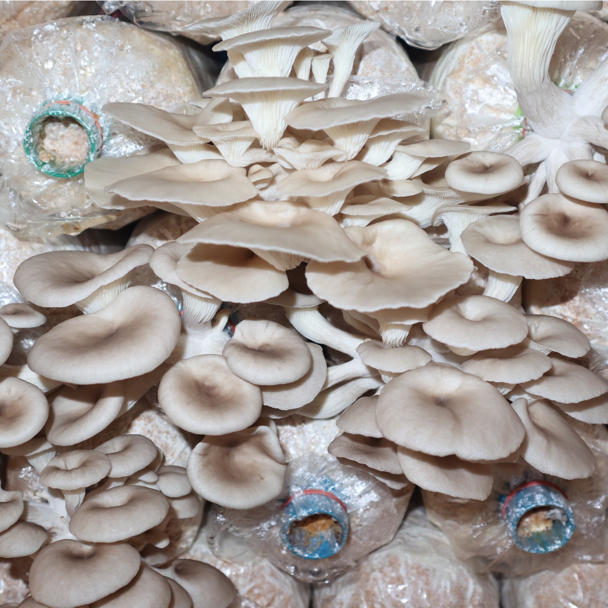 oyster mushroom