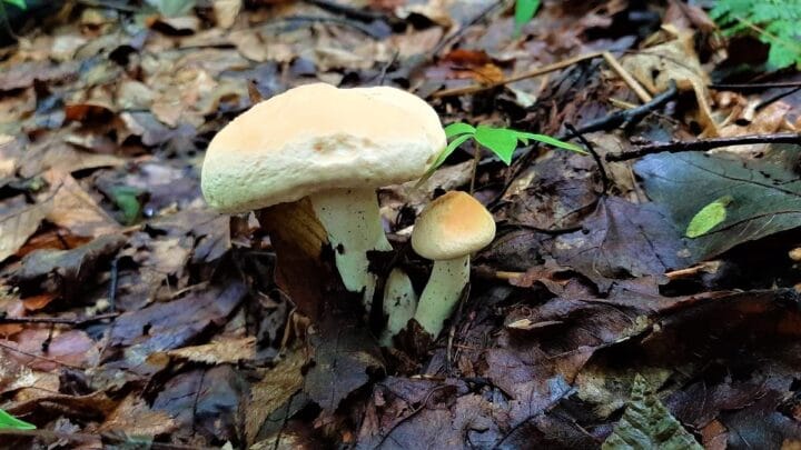 Hedgehog Mushrooms: Identification, Foraging, and Cooking - Mushroom ...