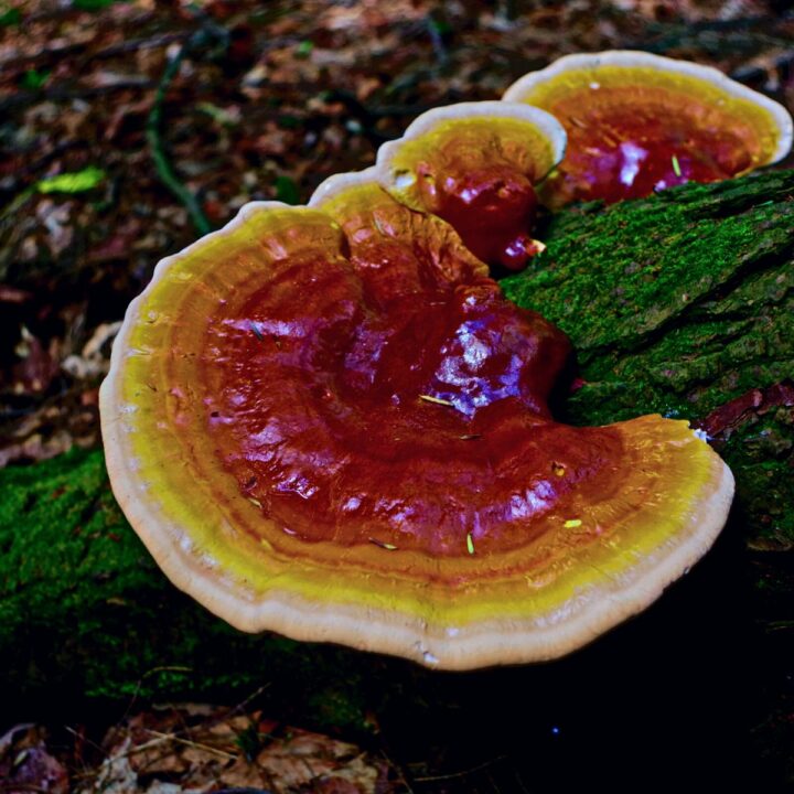 Reishi - Mushroom Appreciation