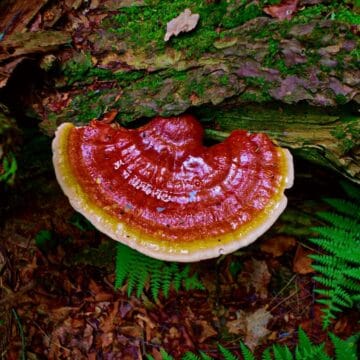 Reishi Mushrooms: Facts, Benefits and History - Mushroom Appreciation