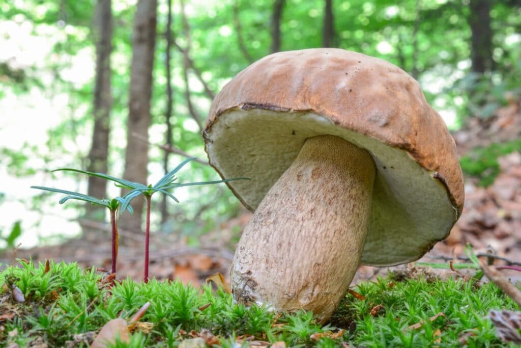 Fall Mushroom Foraging in the Pacific Northwest - Mushroom Appreciation