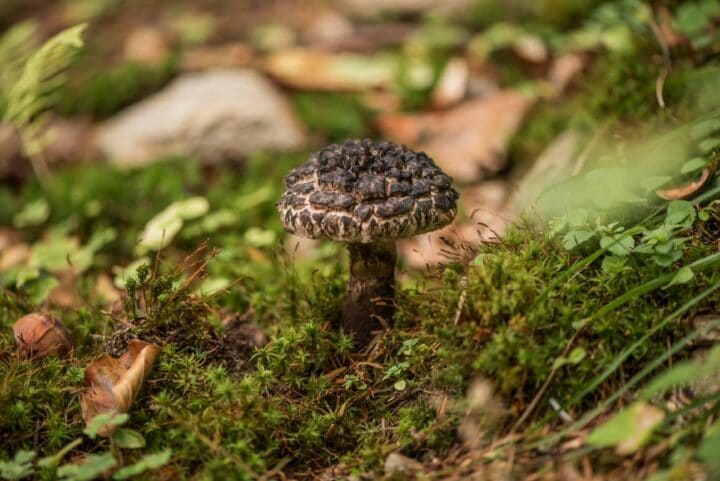 Old Man of the Woods: Identification, Foraging, and Cooking - Mushroom ...