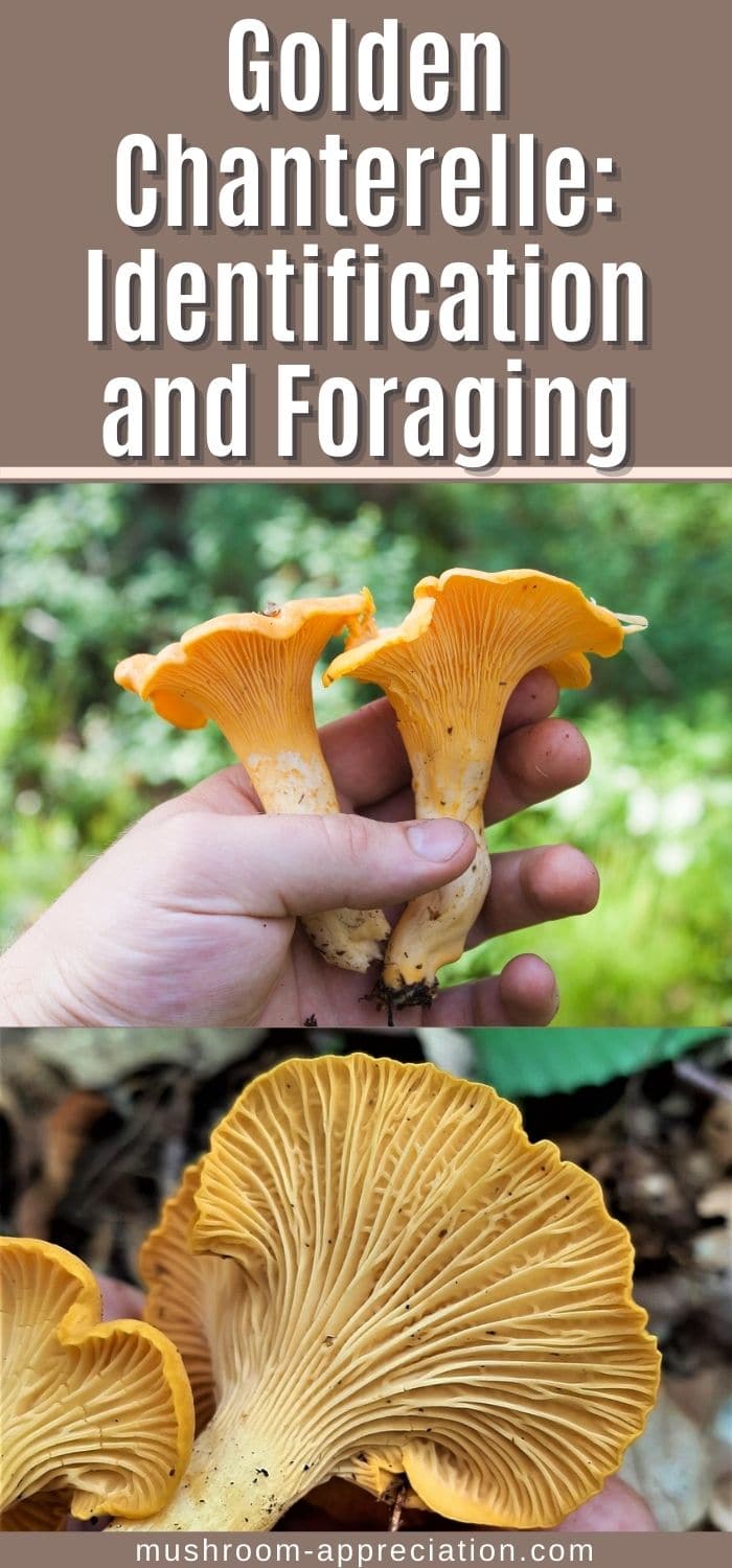 Chanterelle Mushrooms: Identification, Foraging, and Look-Alikes ...