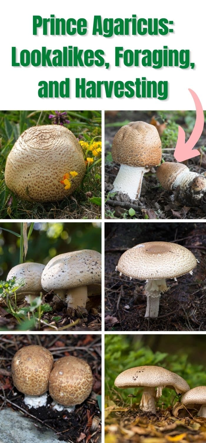 Prince Agaricus: Identification, Foraging, and Lookalikes - Mushroom ...