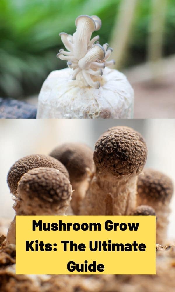 Mushroom Grow Kits: The Ultimate Guide - Mushroom Appreciation