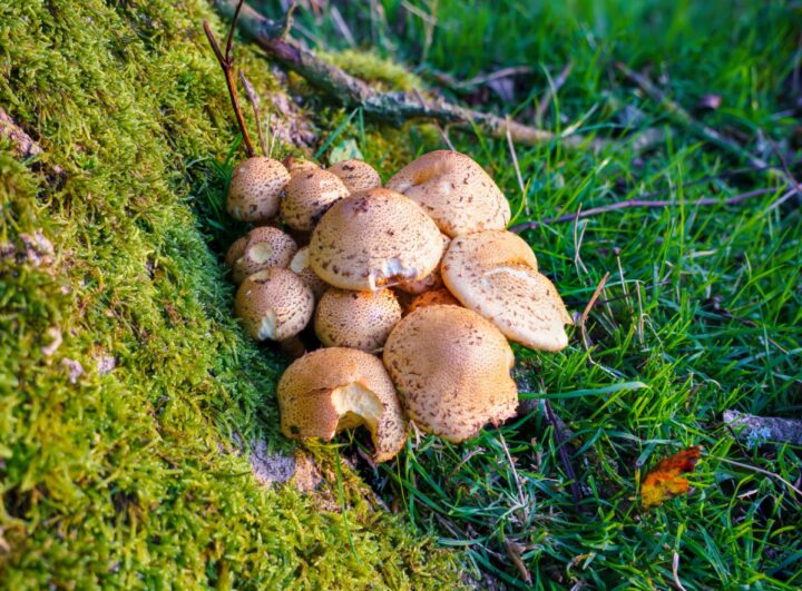 Prince Agaricus: Identification, Foraging, and Lookalikes - Mushroom ...