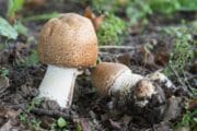 Prince Agaricus: Identification, Foraging, and Lookalikes - Mushroom ...