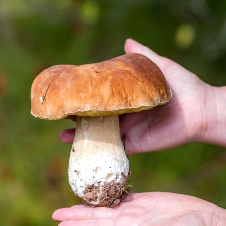 Boletes Mushroom Appreciation 7458