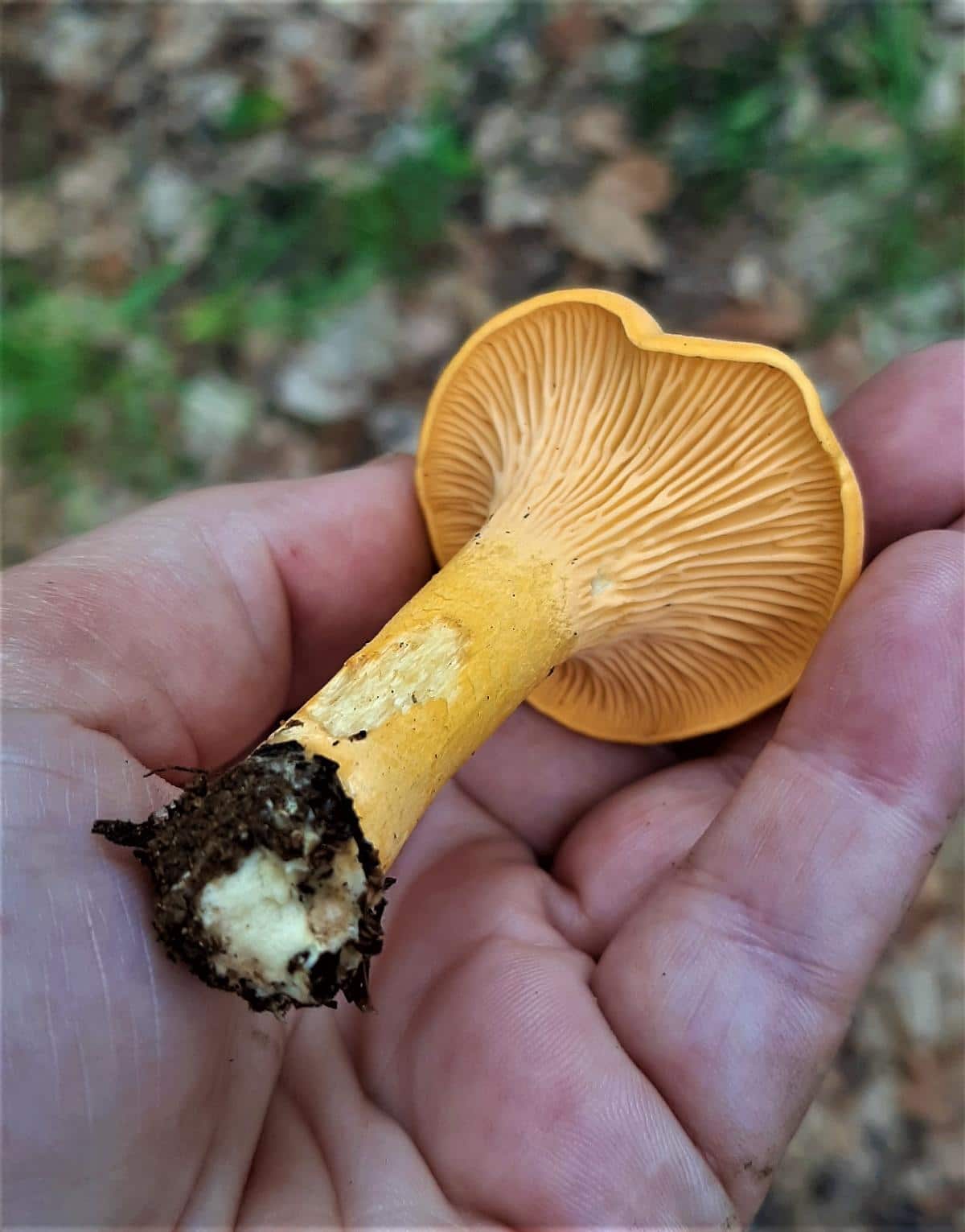 chanterelle gills