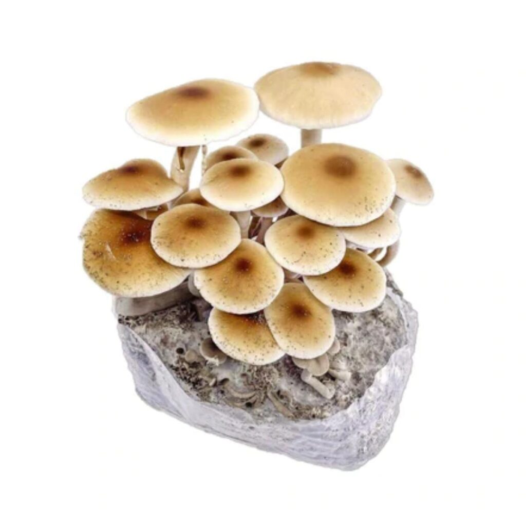 Mushroom Grow Kits: The Ultimate Guide - Mushroom Appreciation