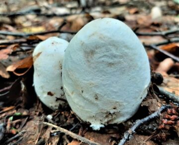 North American Amanitas: A Detailed Identification Guide - Mushroom ...