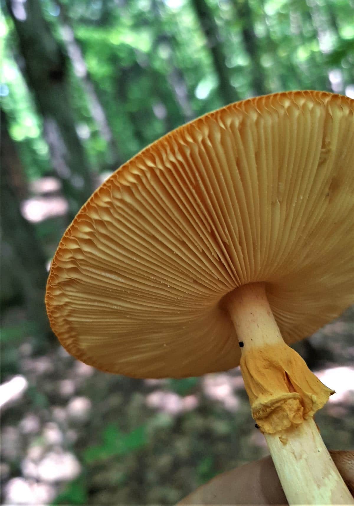 amanita skirt