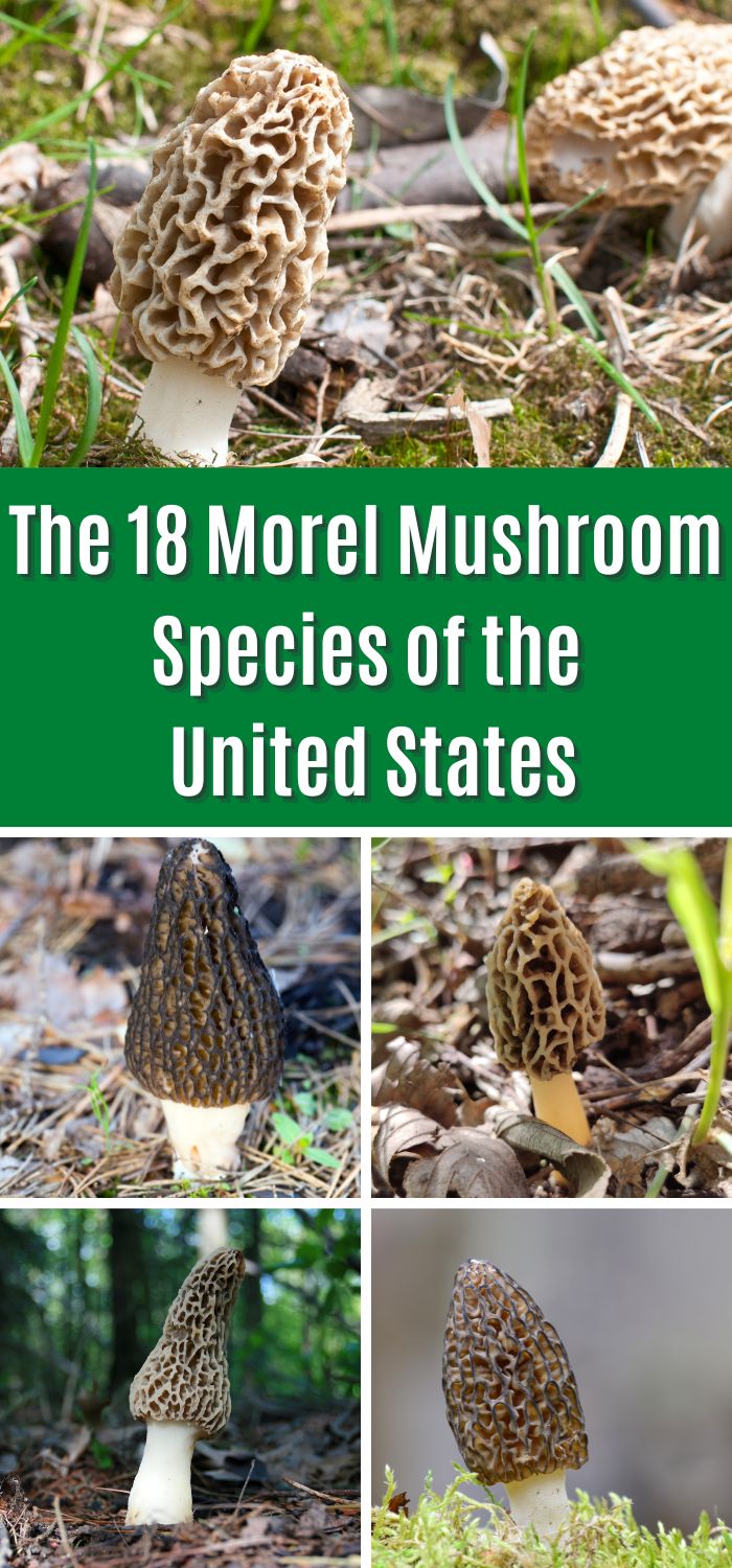 The 18 Morel Mushroom Species of the United States - Mushroom Appreciation