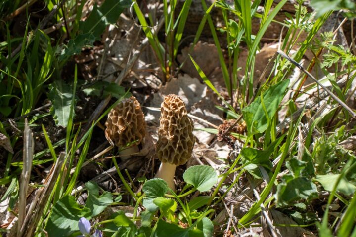 Morel Mushroom Hunting Hints And Information Mushroom Appreciation 4433