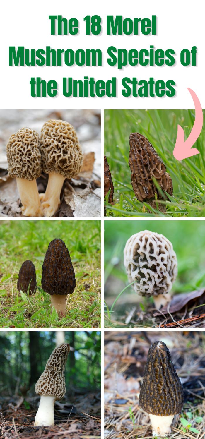 The 18 Morel Mushroom Species of the United States - Mushroom Appreciation