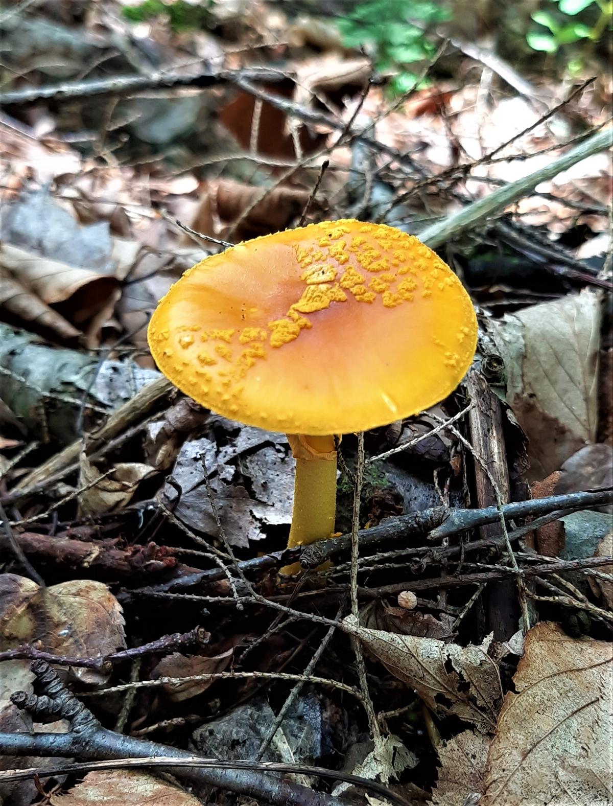 amanita cap