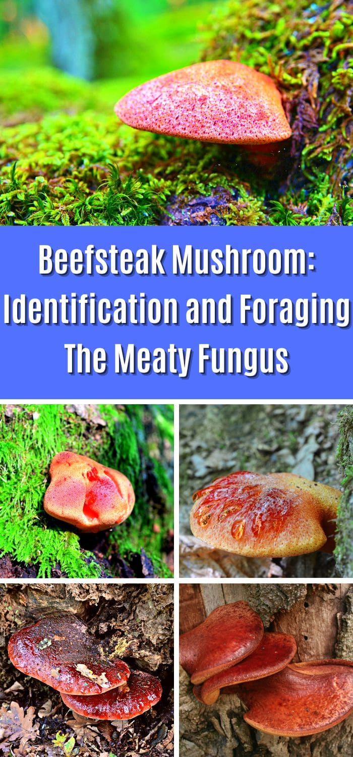 Beefsteak Mushroom: Identification and Foraging The Meaty Fungus