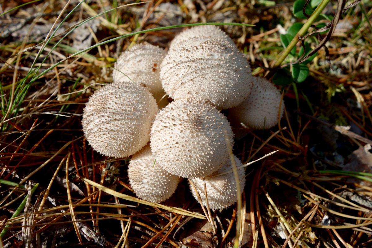 Are these puff balls? : r/Mushrooms