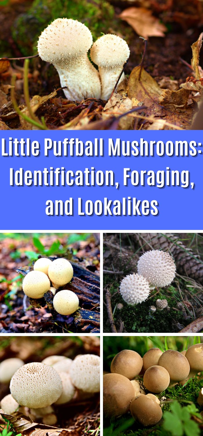 Little Puffball Mushrooms: Identification, Foraging, and Lookalikes ...