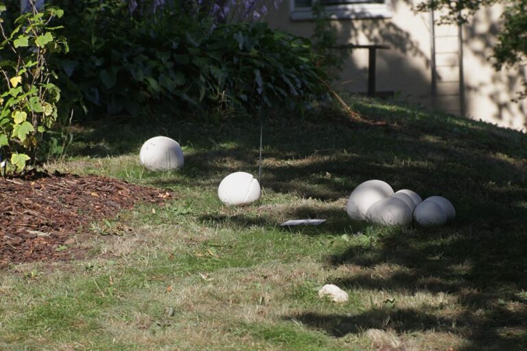 Giant Puffball Mushrooms: Identification, Foraging, and Recipes ...