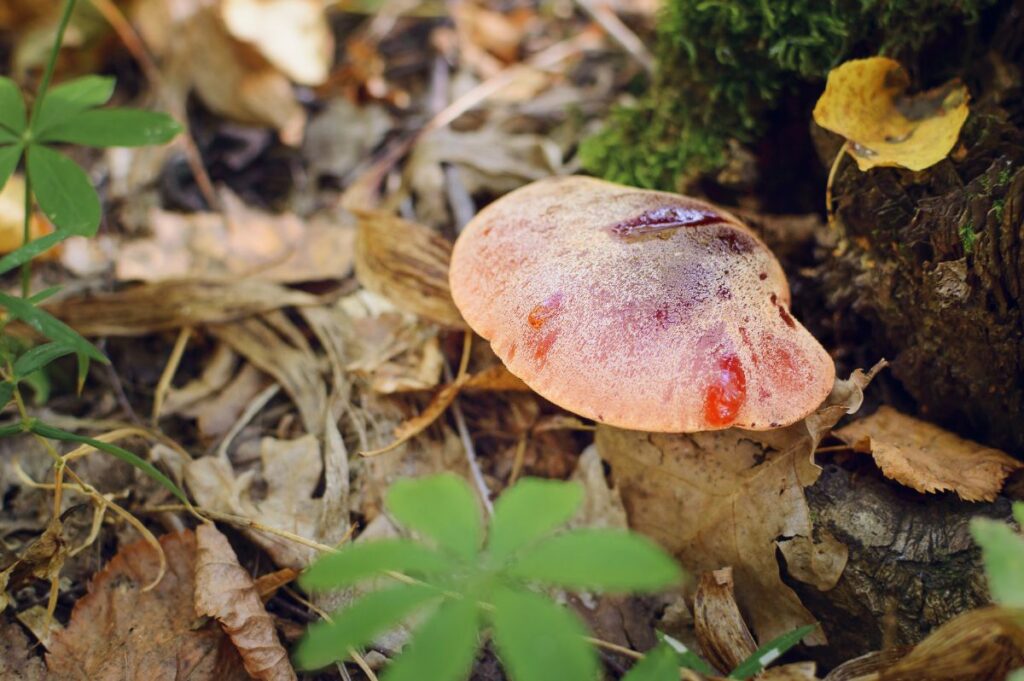 Beefsteak Mushroom: Identification and Foraging The Meaty Fungus