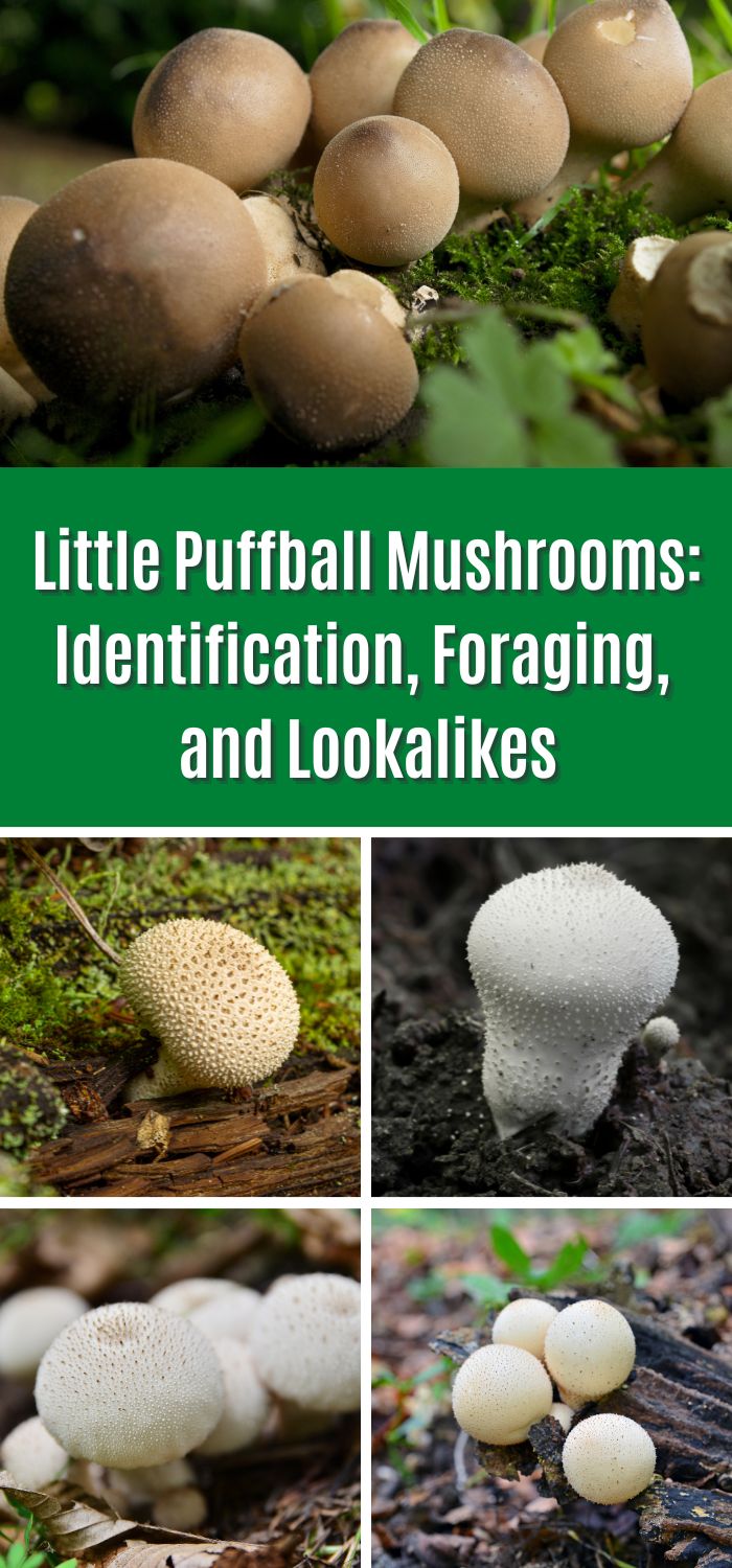 Little Puffball Mushrooms: Identification, Foraging, and Lookalikes ...