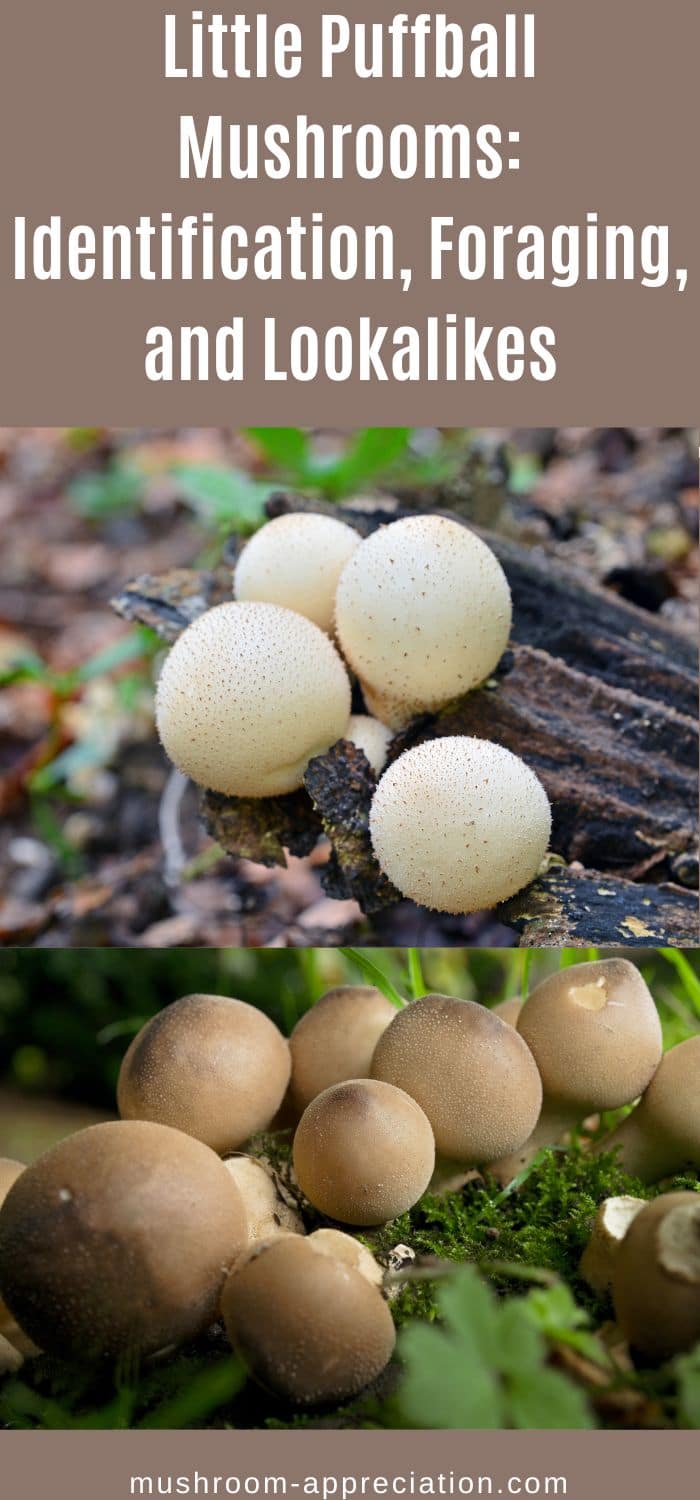 Little Puffball Mushrooms: Identification, Foraging, and Lookalikes ...