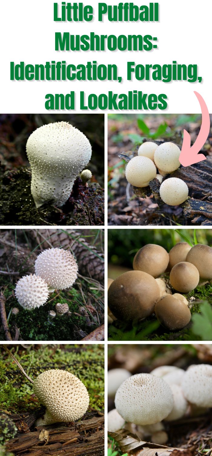 Little Puffball Mushrooms: Identification, Foraging, And Lookalikes 