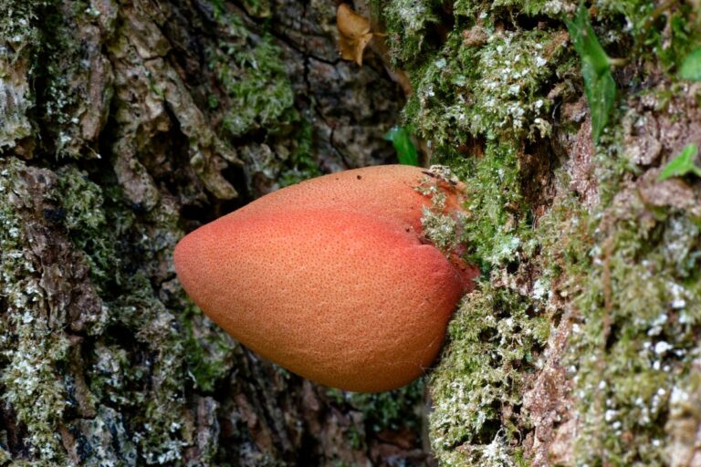 Beefsteak Mushroom: Identification and Foraging The Meaty Fungus