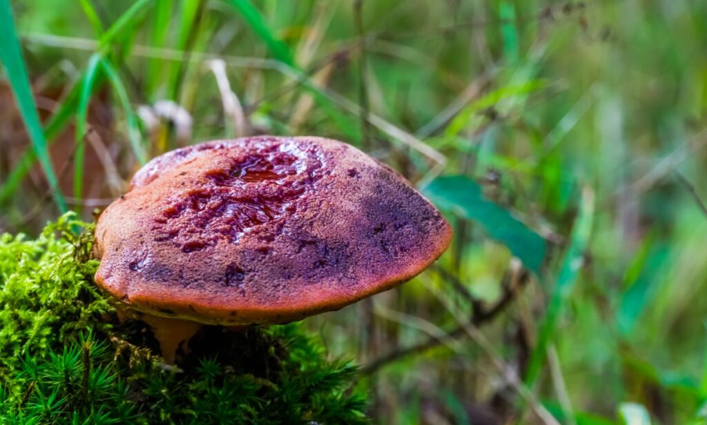 Beefsteak Mushroom: Identification and Foraging The Meaty Fungus