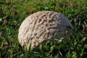 Giant Puffball Mushrooms: Identification, Foraging, And Recipes ...