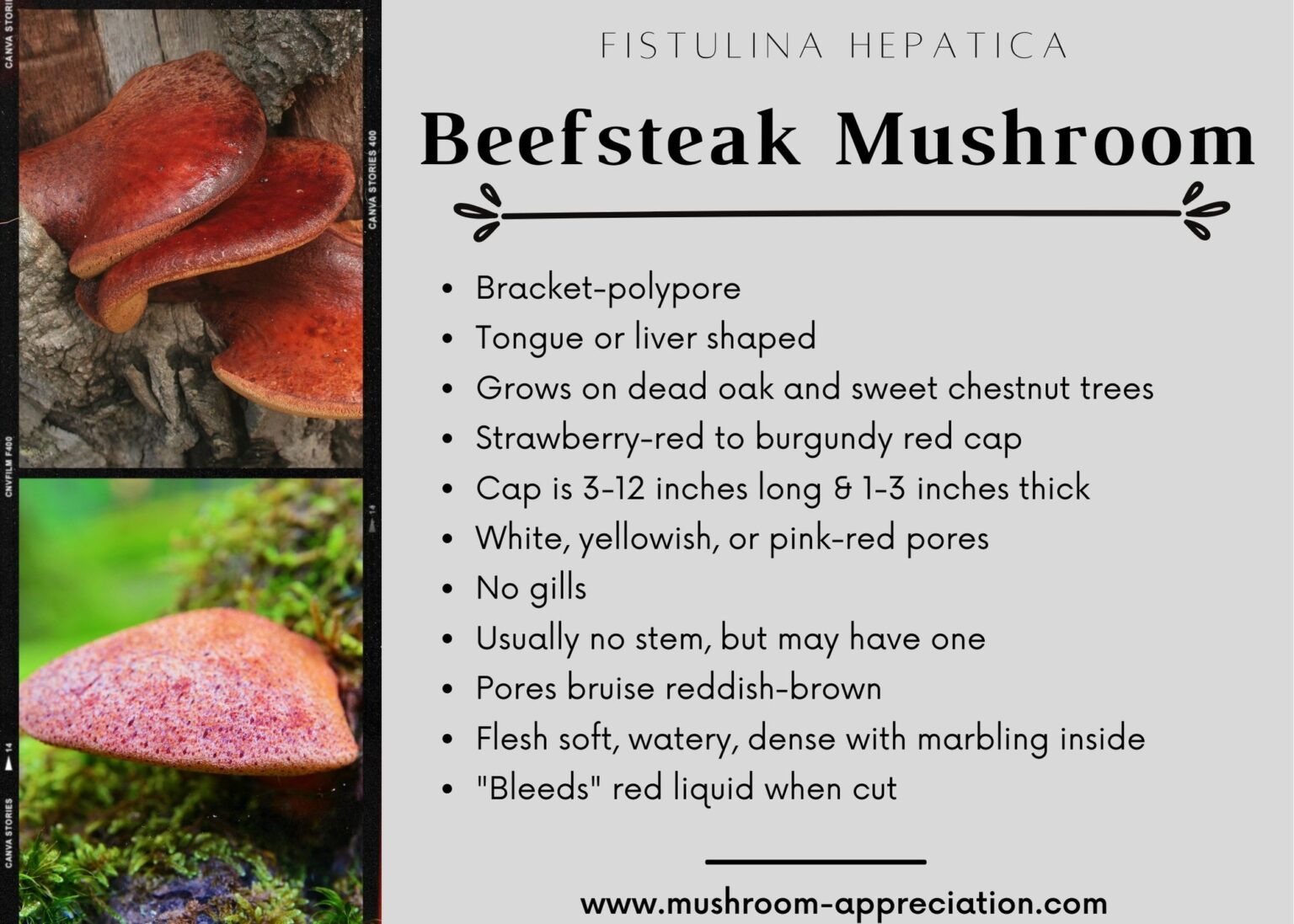 Beefsteak Mushroom: Identification and Foraging The Meaty Fungus