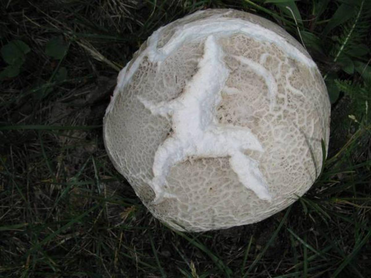 Puffball Mushrooms: A Complete Guide - A-Z Animals