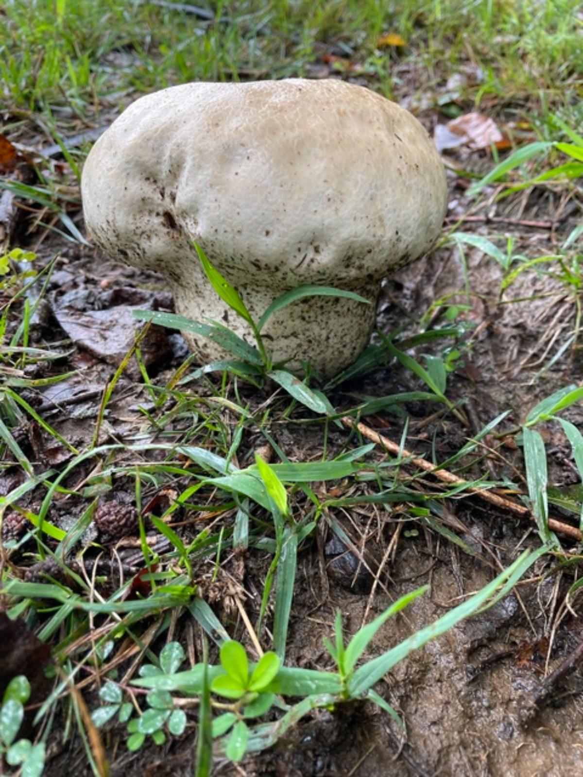 Giant Puffball Mushrooms: Identification, Foraging, and Recipes - Mushroom  Appreciation