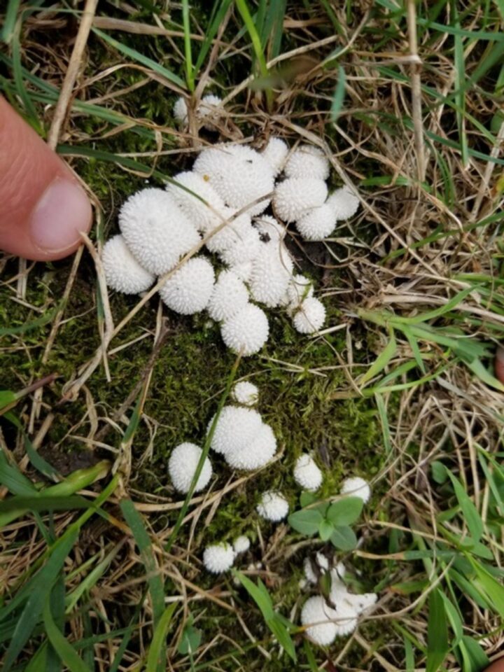 Little Puffball Mushrooms: Identification, Foraging, and Lookalikes ...