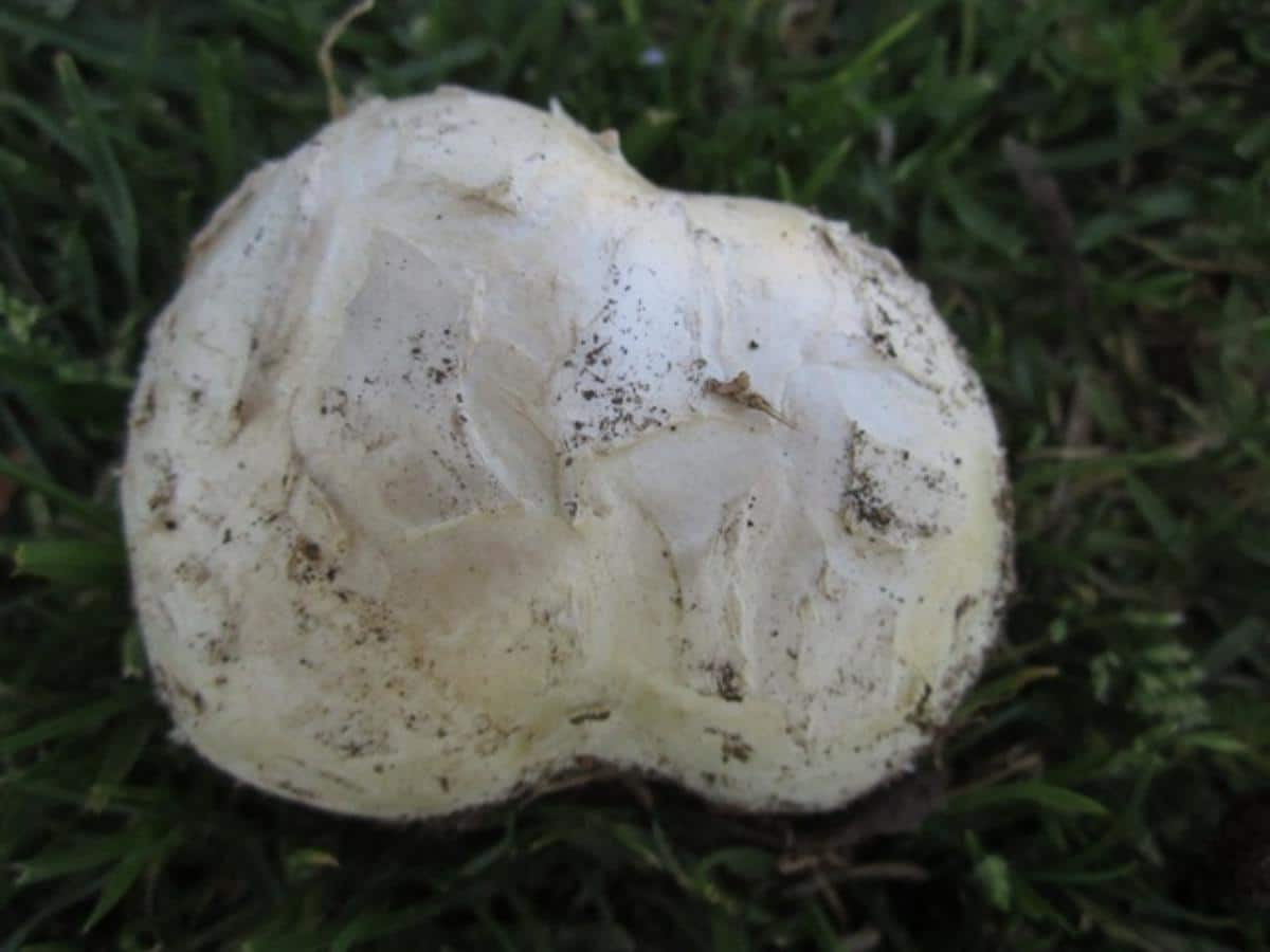 Puffball Mushrooms: The Ultimate Guide