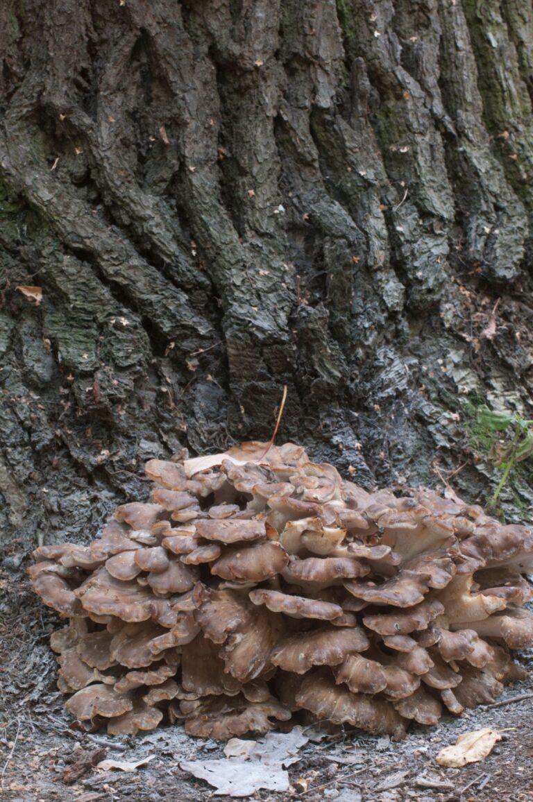 The Maitake Mushroom: Identification, Foraging, Lookalikes - Mushroom ...