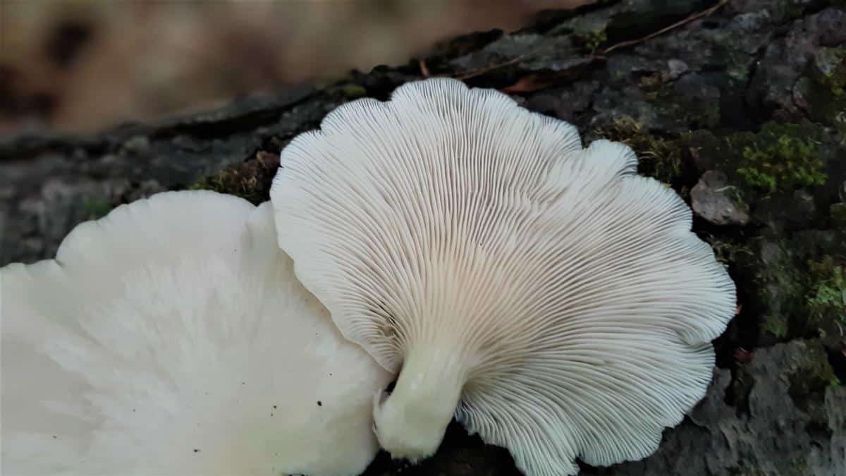 wild oyster mushrooms identification