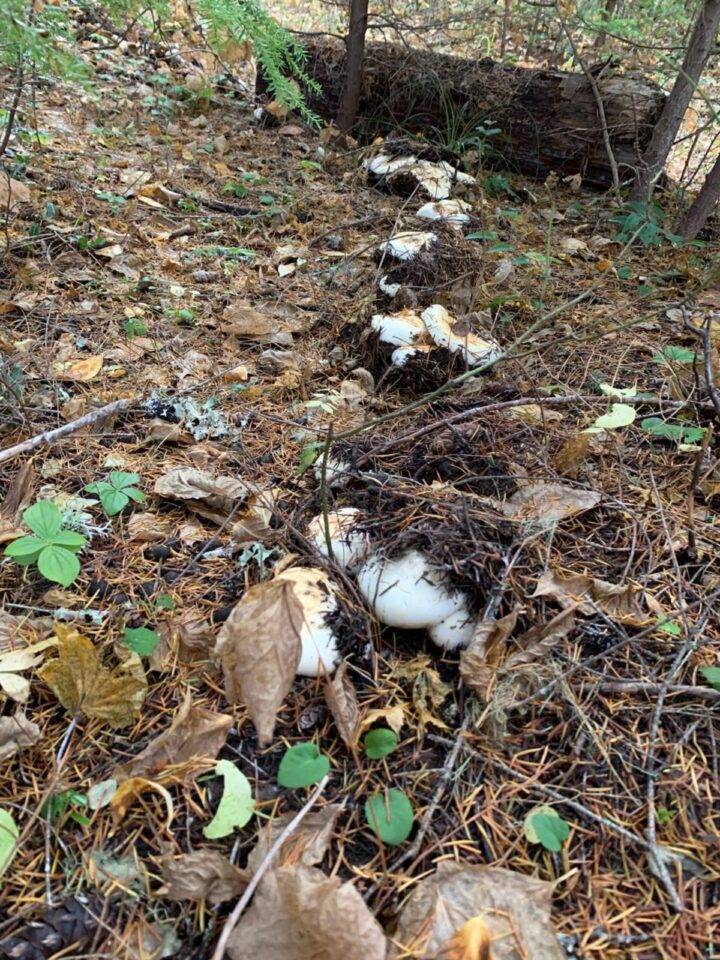 American Matsutake: Identification, Foraging, And Concerns - Mushroom ...