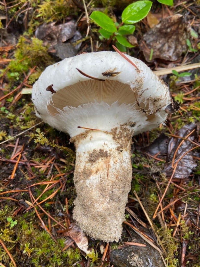 American Matsutake: Identification, Foraging, And Concerns - Mushroom ...