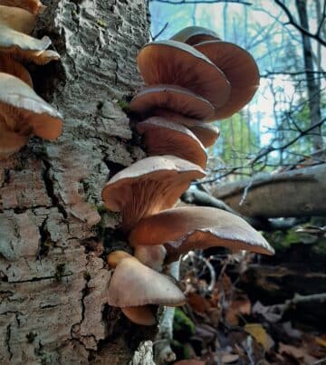 Late Fall Oyster: Identification, Foraging, and Preparation - Mushroom ...