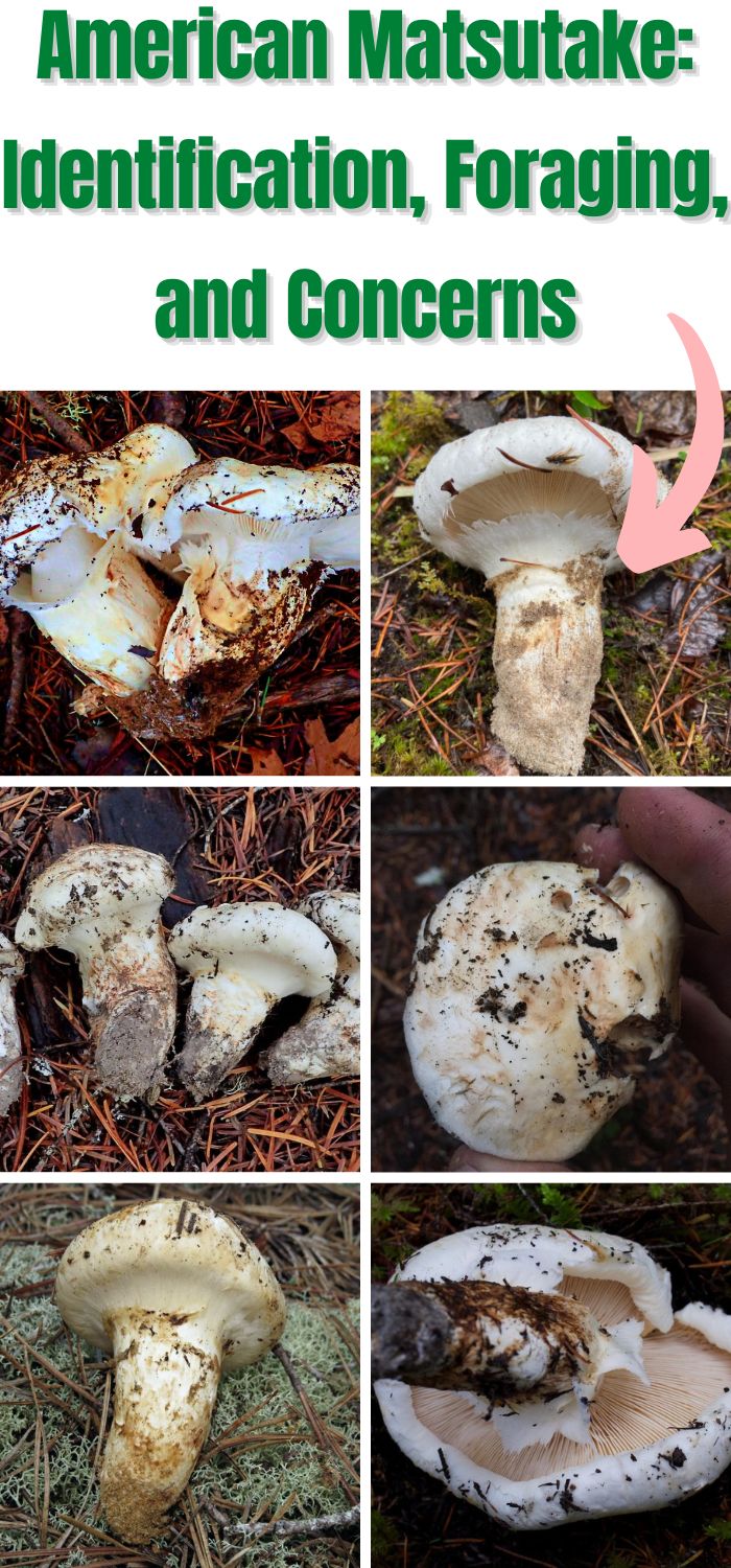 American Matsutake: Identification, Foraging, And Concerns - Mushroom ...