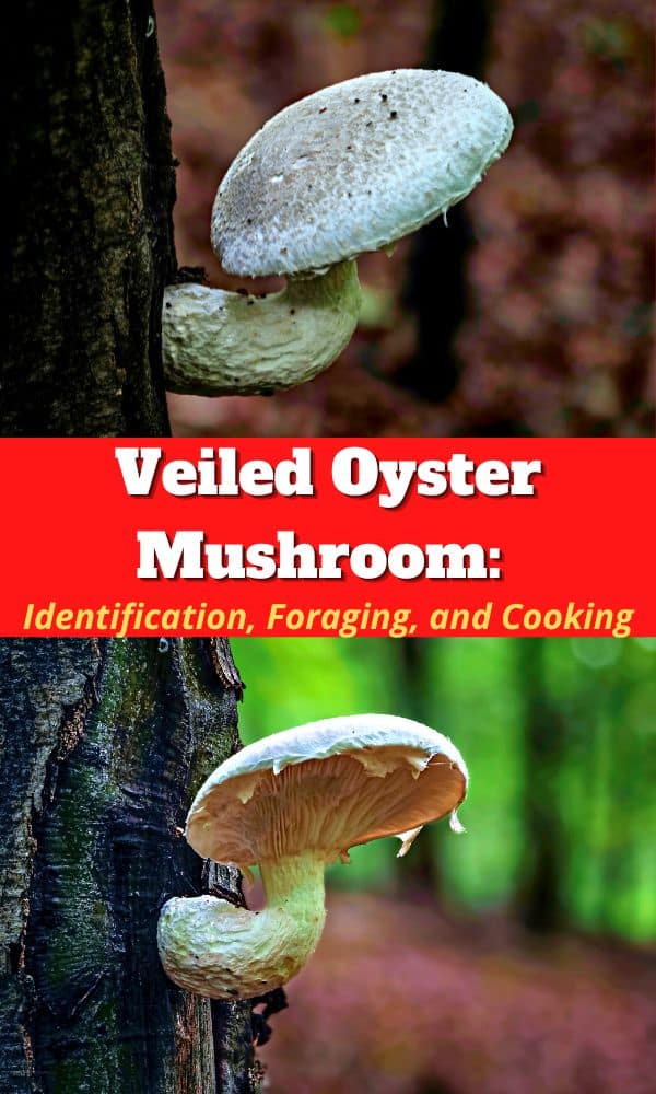 Veiled Oyster Mushroom: Identification, Foraging, and Cooking ...