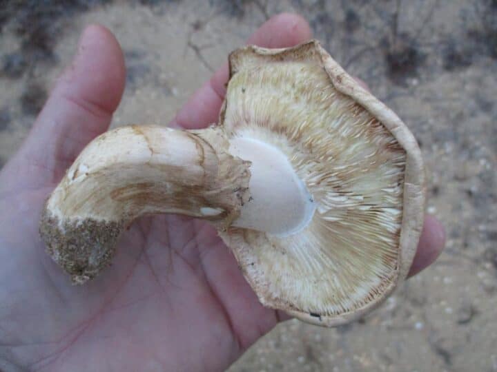 American Matsutake: Identification, Foraging, And Concerns - Mushroom ...