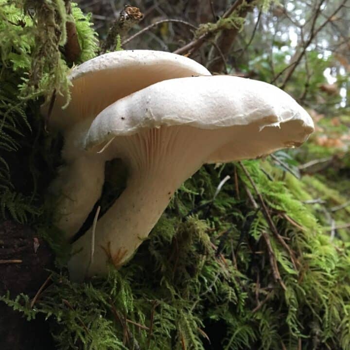 Veiled Oyster Mushroom: Identification, Foraging, and Cooking ...