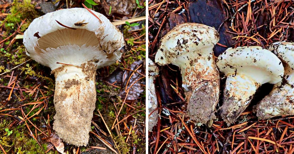 American Matsutake Identification, Foraging, and Concerns Mushroom Appreciation