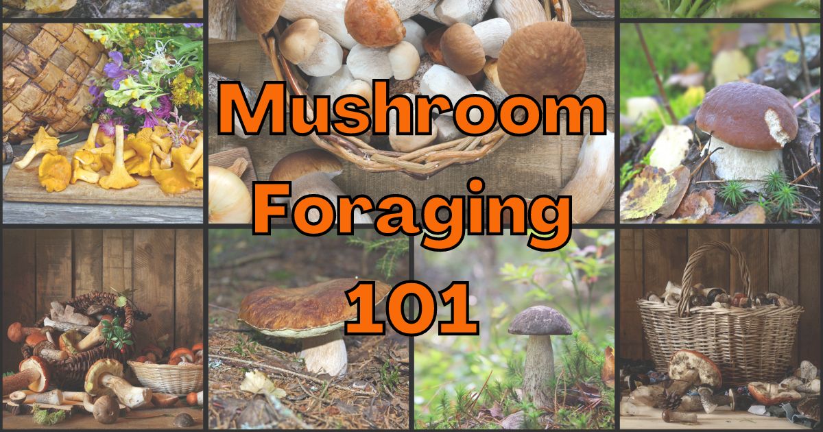 Mushroom Foraging 101 - Mushroom Appreciation