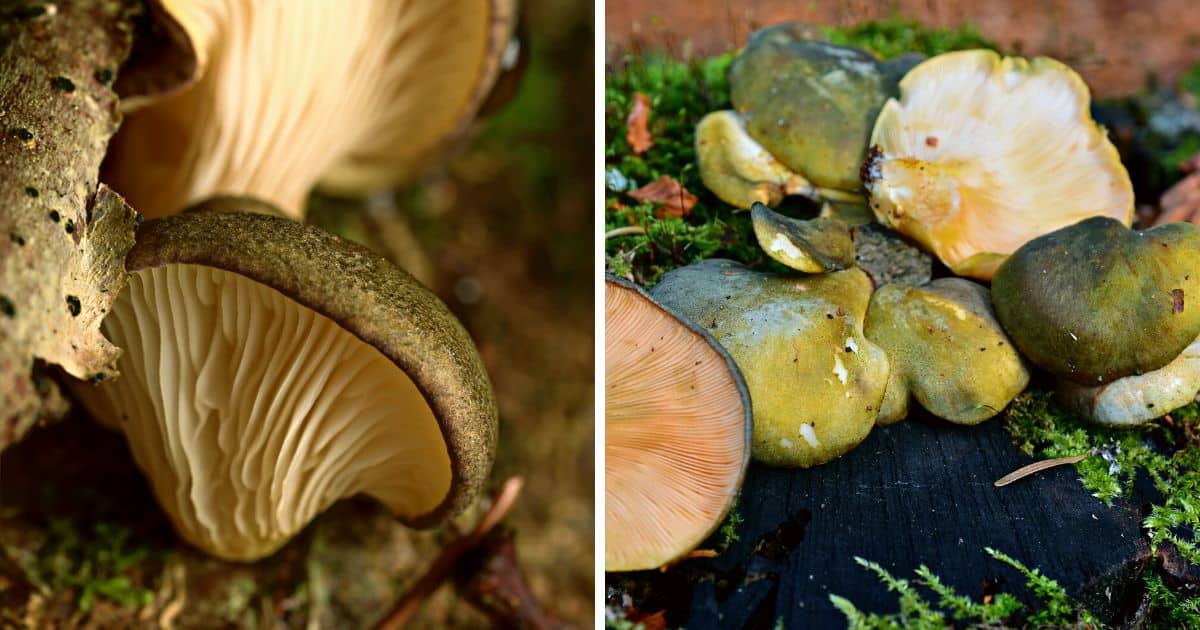 Late Fall Oyster: Identification, Foraging, and Preparation