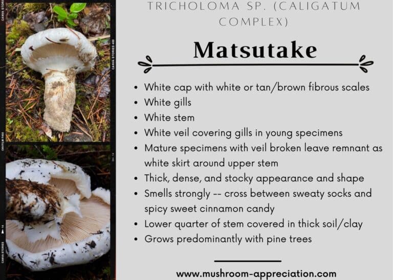 American Matsutake: Identification, Foraging, And Concerns - Mushroom ...